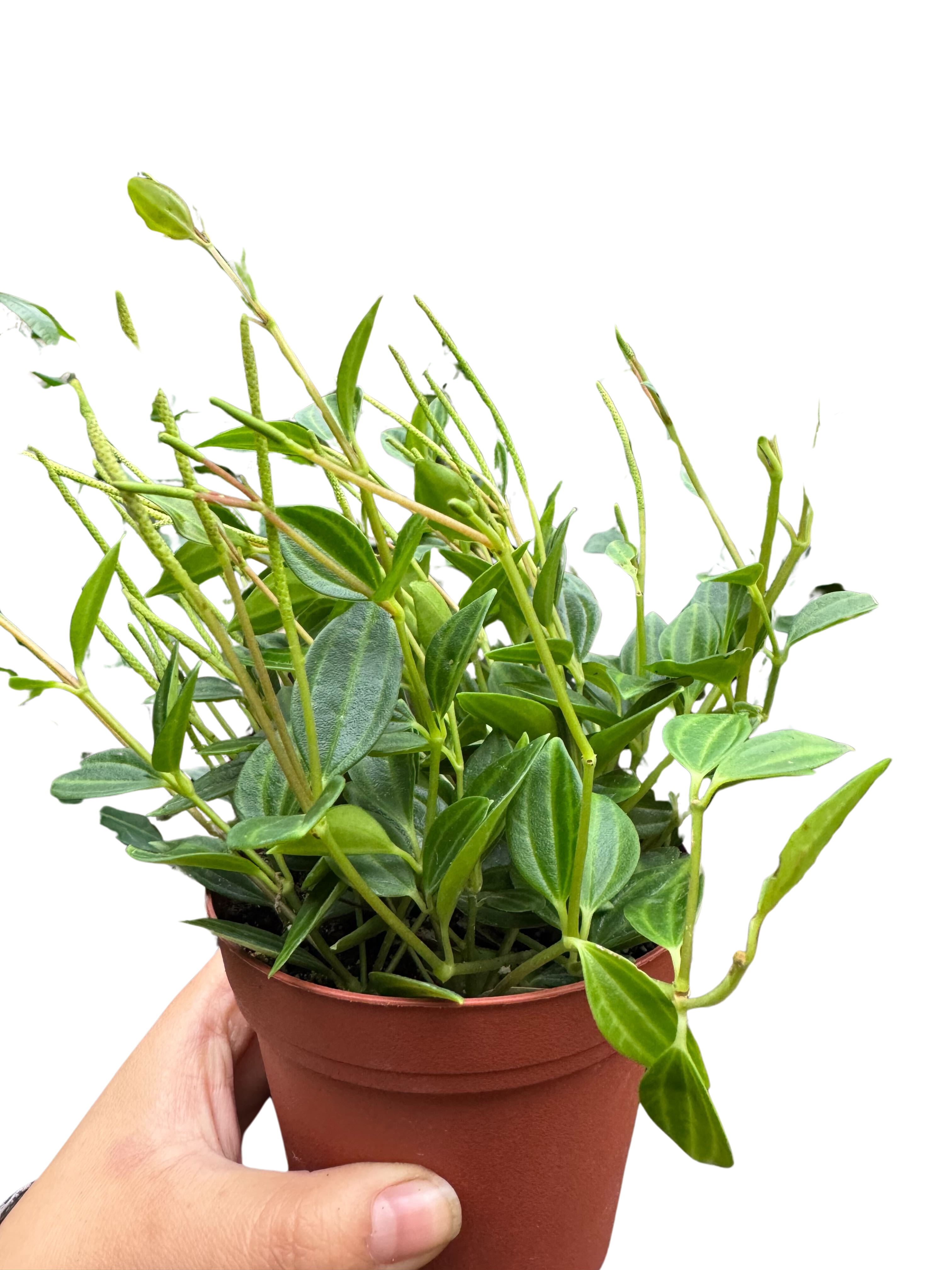 Peperomia Angulata (Beetle Peperomia) | Unique Trailing Plant | House Plant Shop