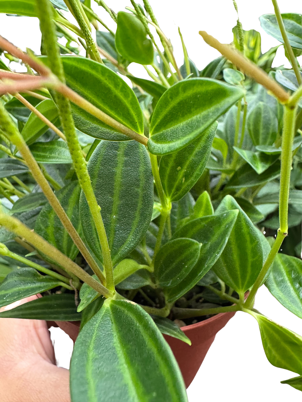 Peperomia Angulata (Beetle Peperomia) | Unique Trailing Plant | House Plant Shop