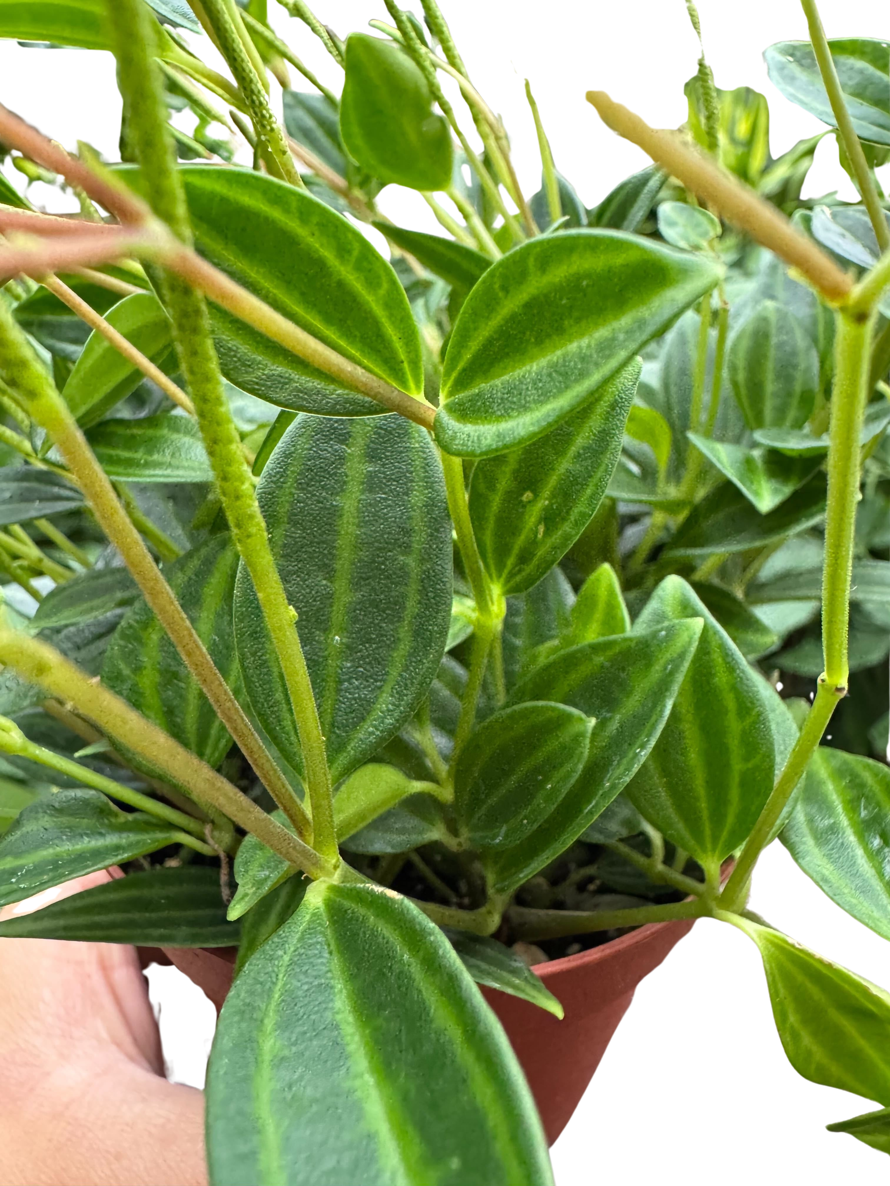 Peperomia Angulata (Beetle Peperomia) | Unique Trailing Plant | House Plant Shop
