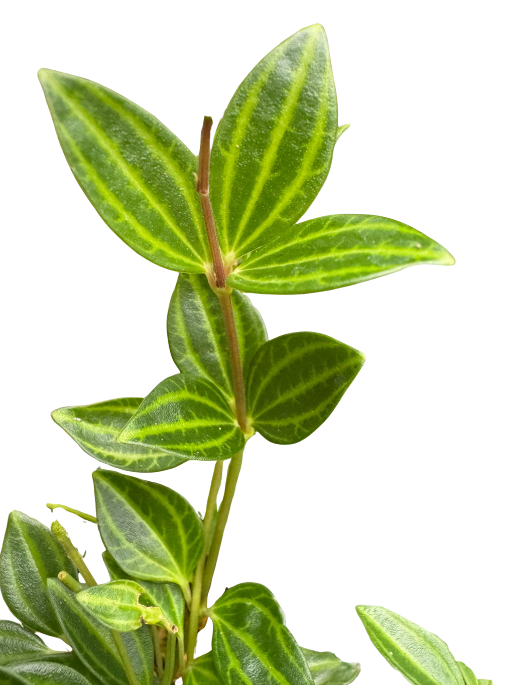Peperomia Angulata (Beetle Peperomia) | Unique Trailing Plant | House Plant Shop