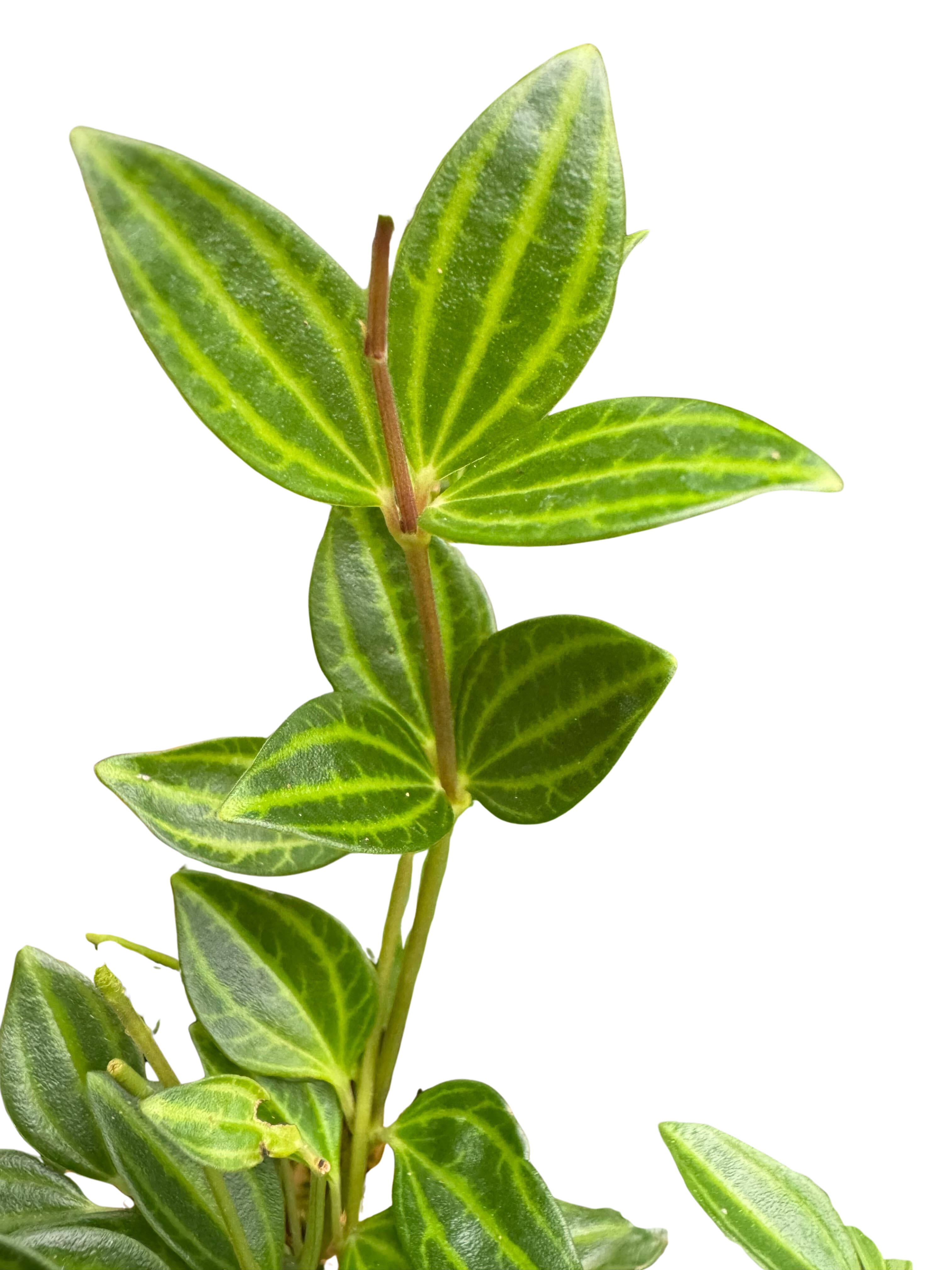 Peperomia Angulata (Beetle Peperomia) | Unique Trailing Plant | House Plant Shop