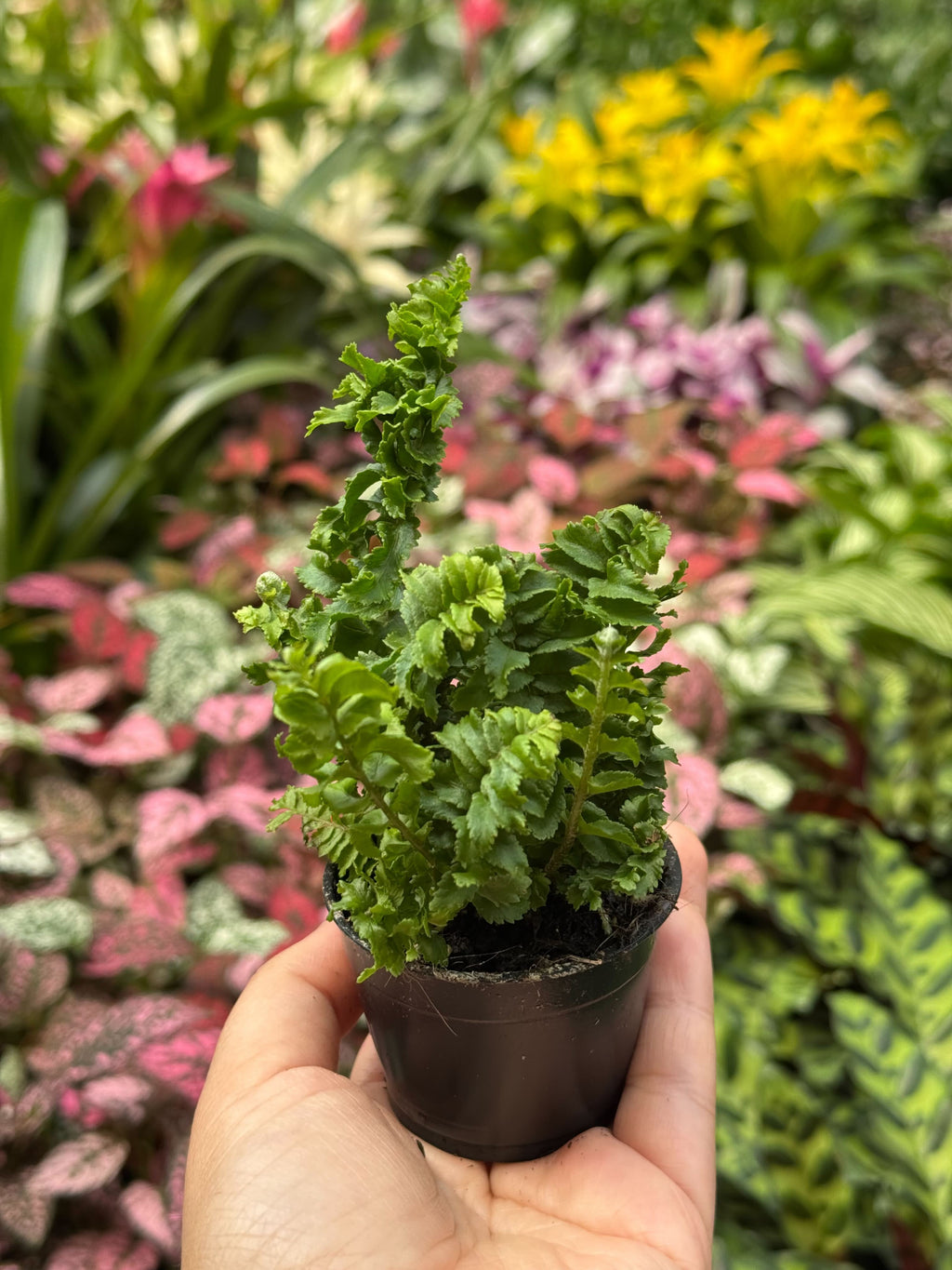 Fern 'Emina' | Curly Boston Fern for Hanging Displays | House Plant Shop
