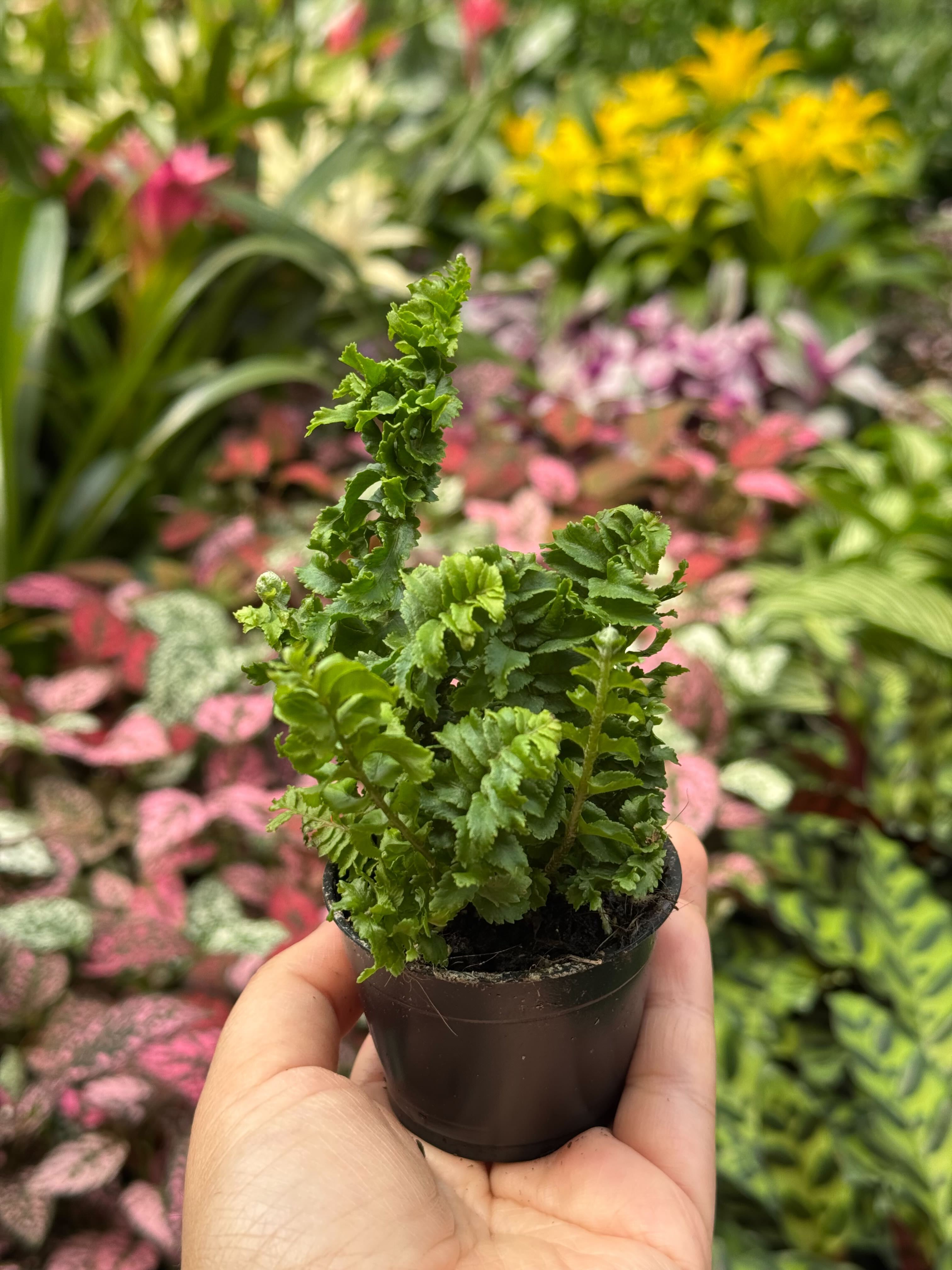 Fern 'Emina' | Curly Boston Fern for Hanging Displays | House Plant Shop