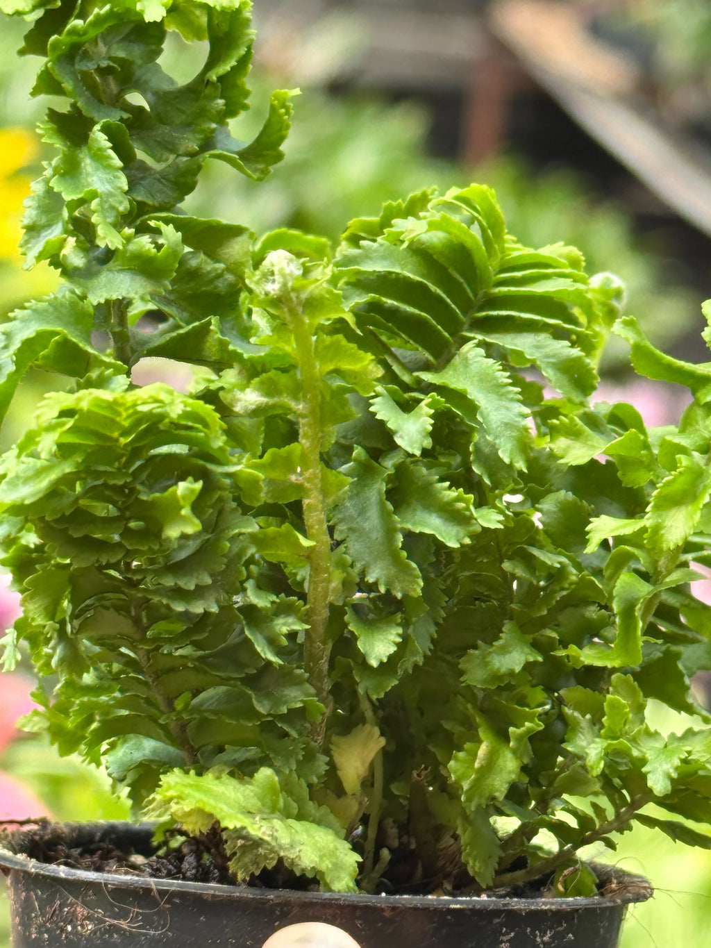 Fern 'Emina' | Curly Boston Fern for Hanging Displays | House Plant Shop