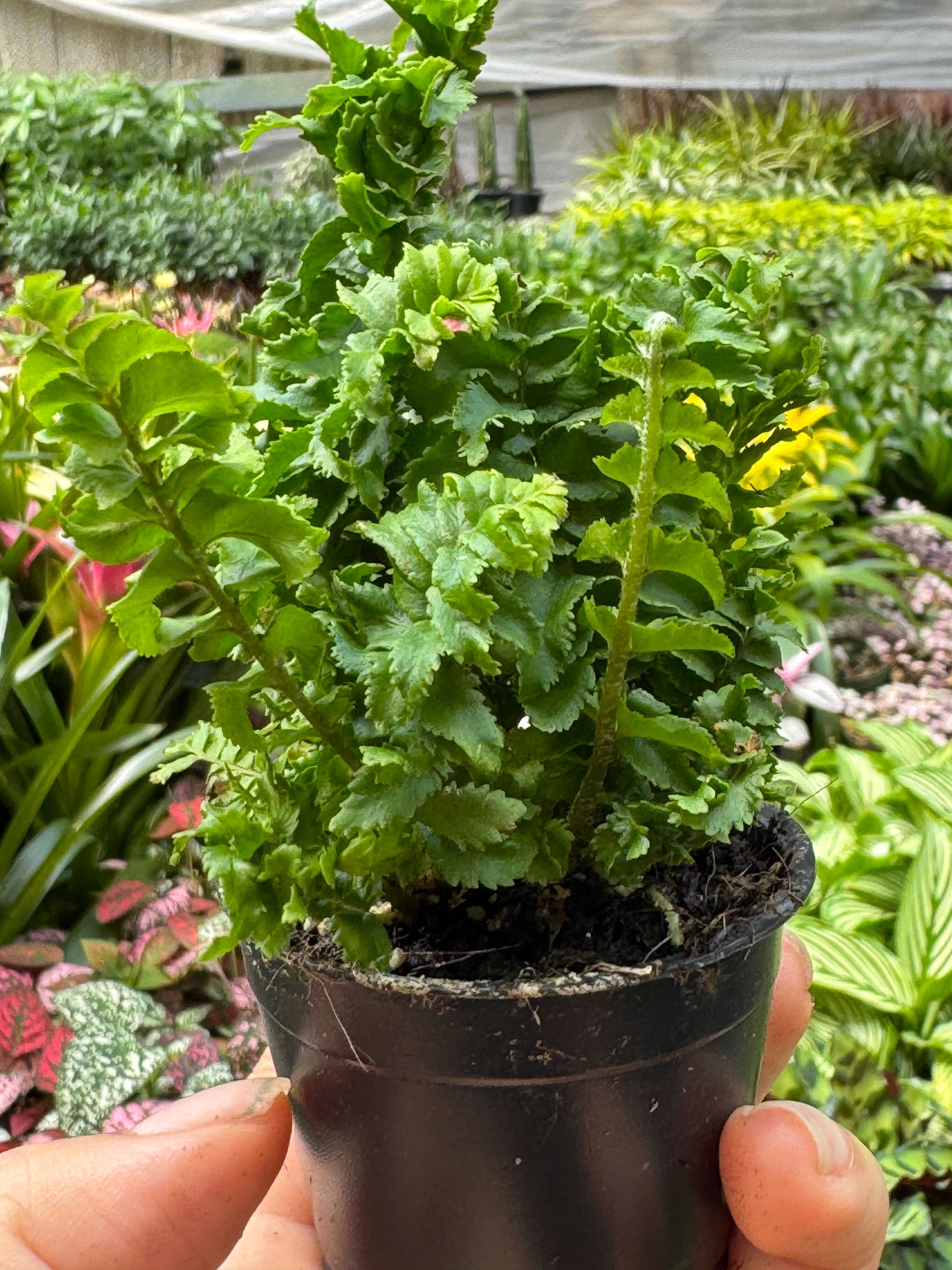 Fern 'Emina' | Curly Boston Fern for Hanging Displays | House Plant Shop