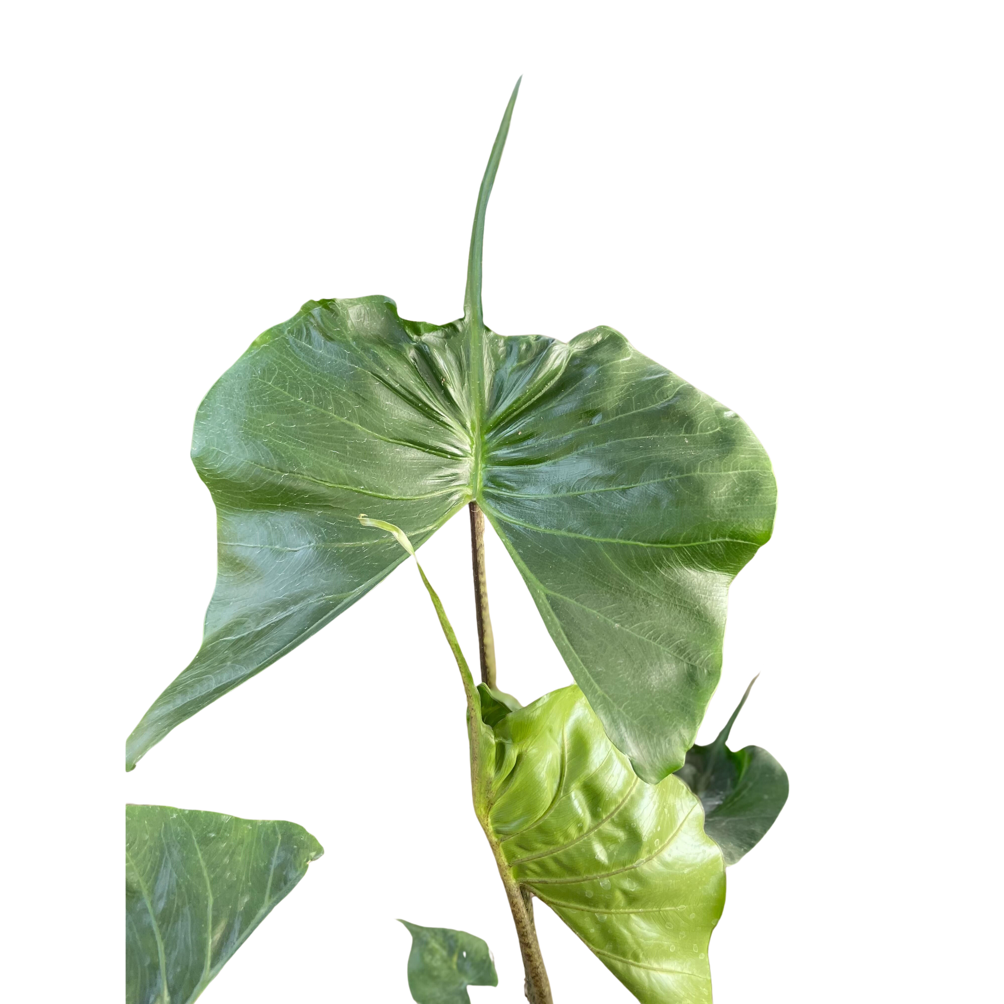 Alocasia Stingray | Unique Elephant Ear Plant | House Plant Shop