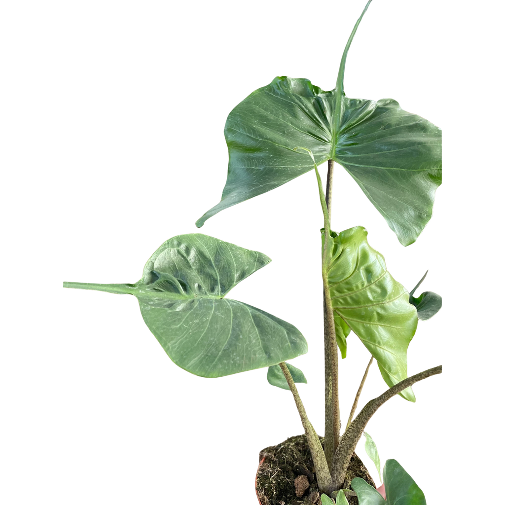 Alocasia Stingray | Unique Elephant Ear Plant | House Plant Shop