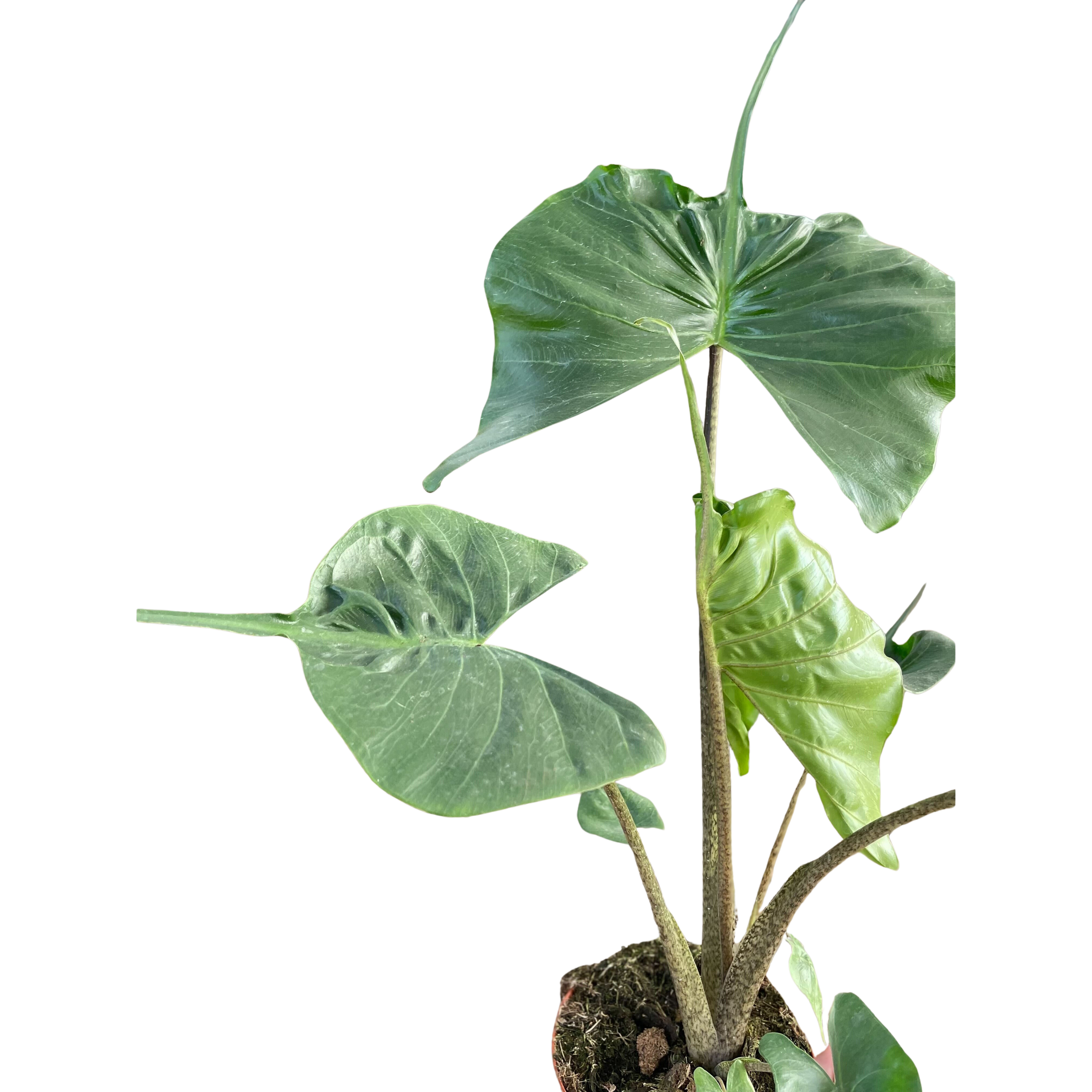 Alocasia Stingray | Unique Elephant Ear Plant | House Plant Shop