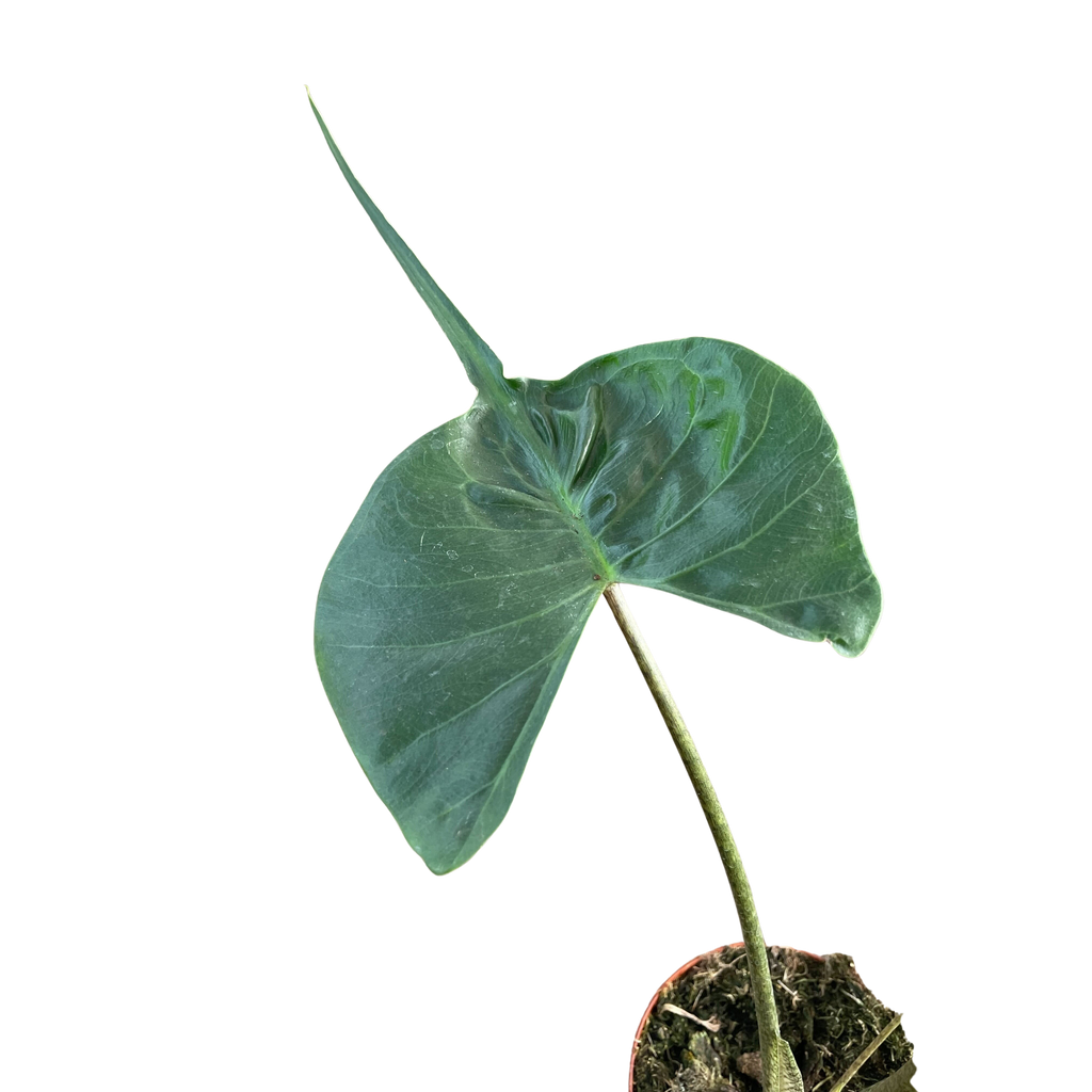 Alocasia Stingray | Unique Elephant Ear Plant | House Plant Shop