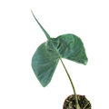 Alocasia Stingray | Unique Elephant Ear Plant | House Plant Shop
