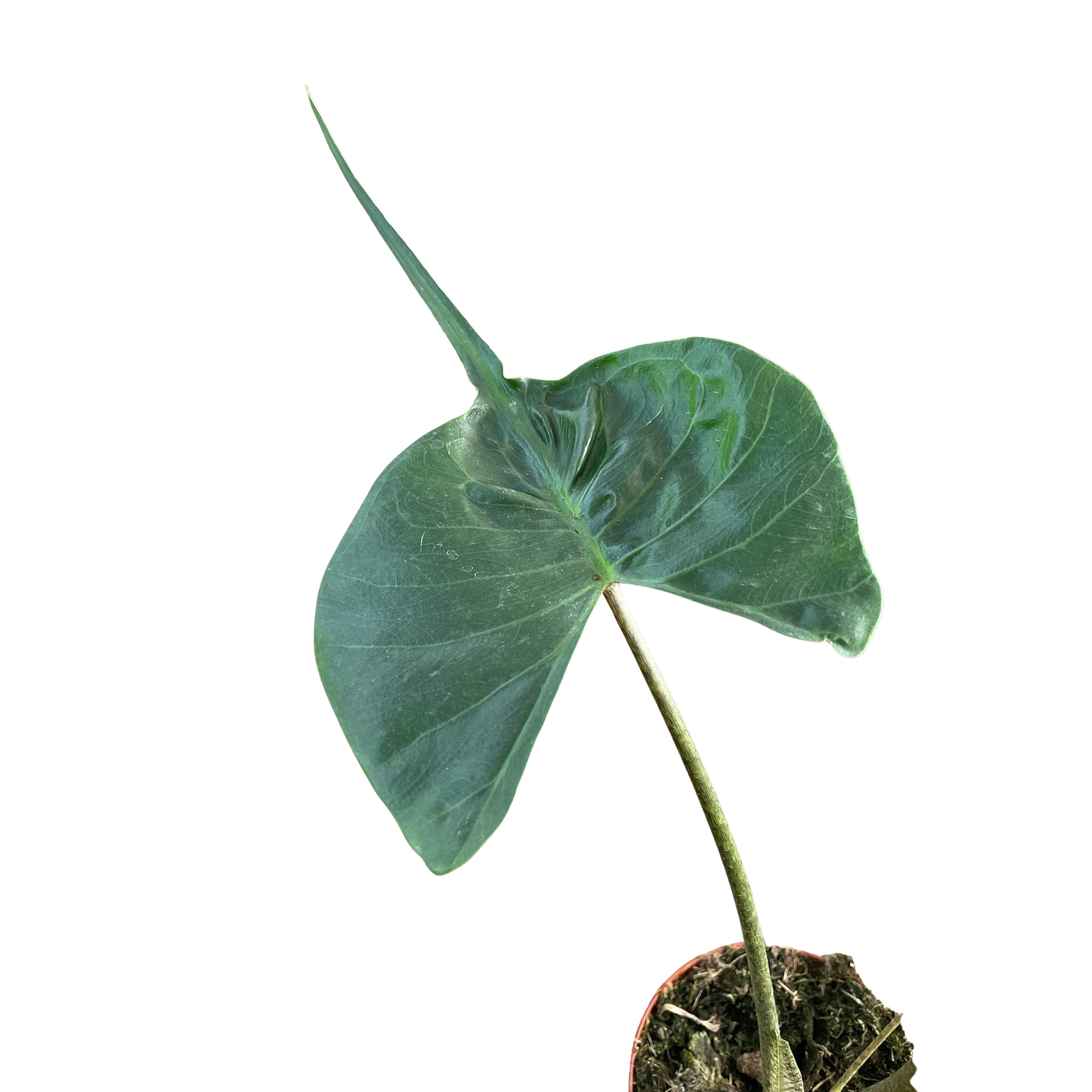 Alocasia Stingray | Unique Elephant Ear Plant | House Plant Shop