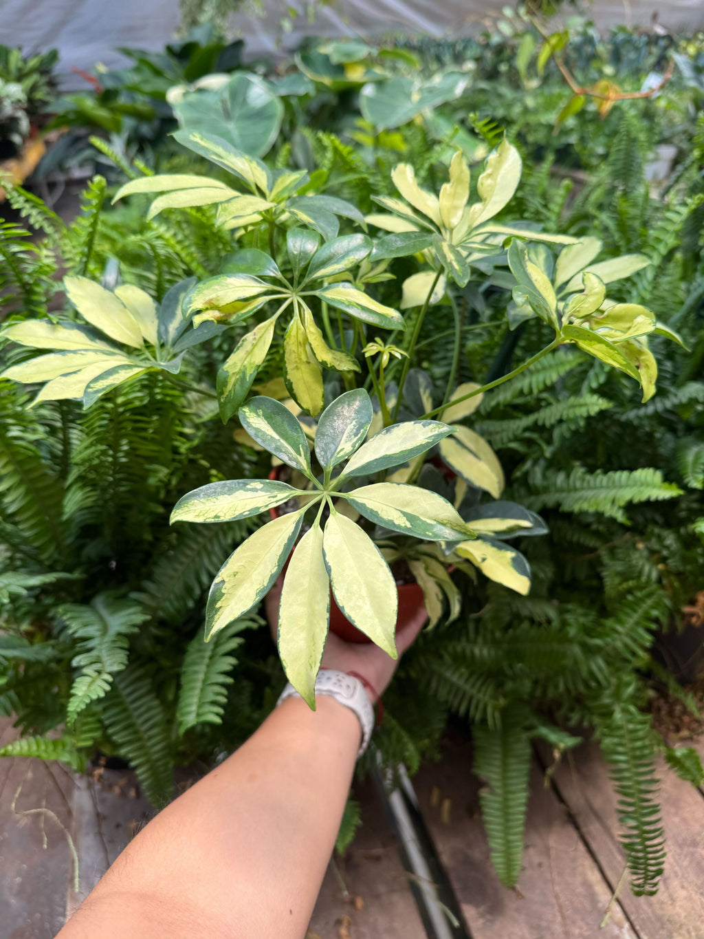 Schefflera Trinette