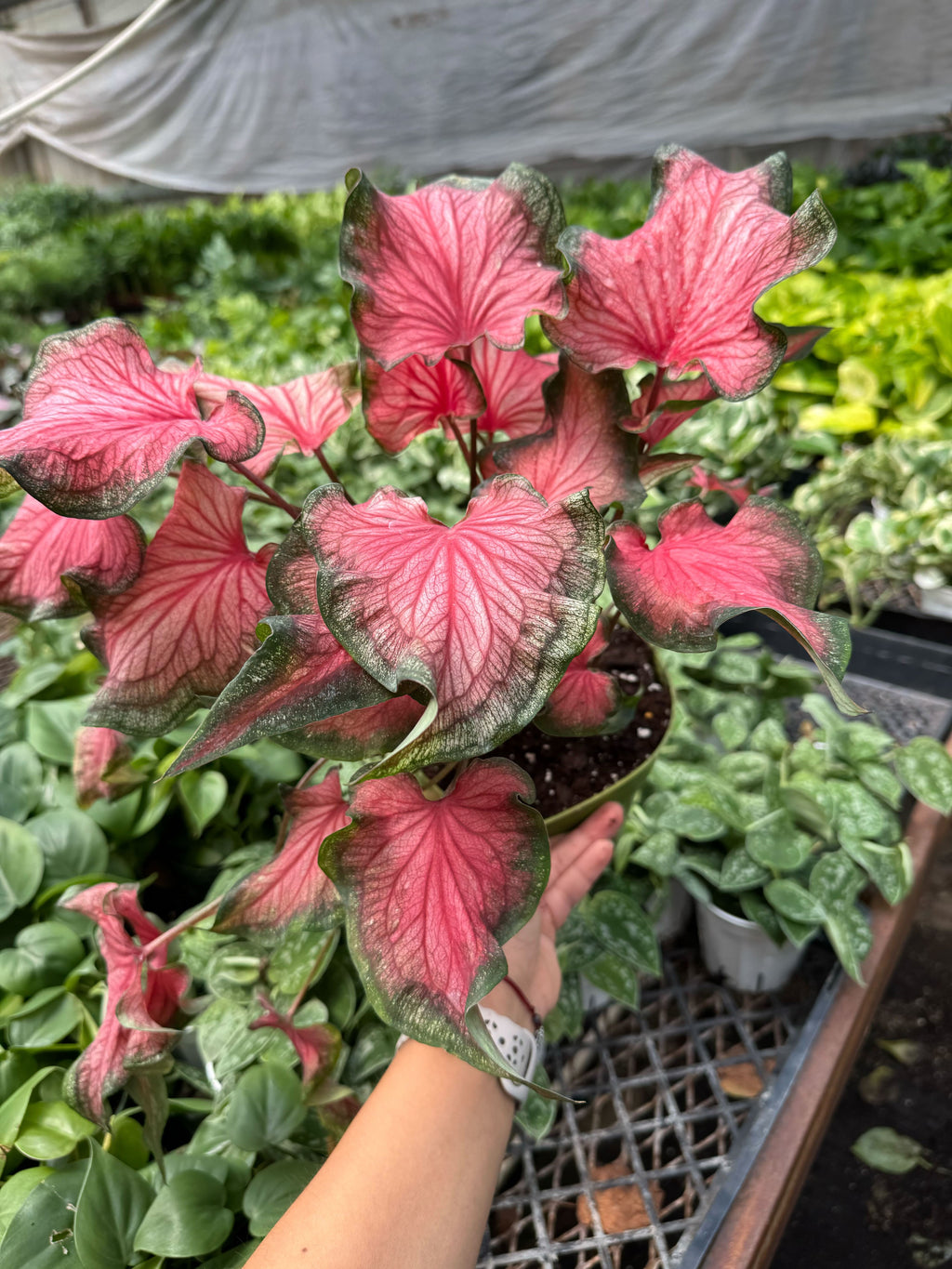 Caladium Red Flash | Bold Red & Green Tropical Foliage Plant | House Plant Shop
