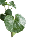 Farfugium japonicum (Leopard Plant) | Bold Architectural Foliage Plant | House Plant Shop