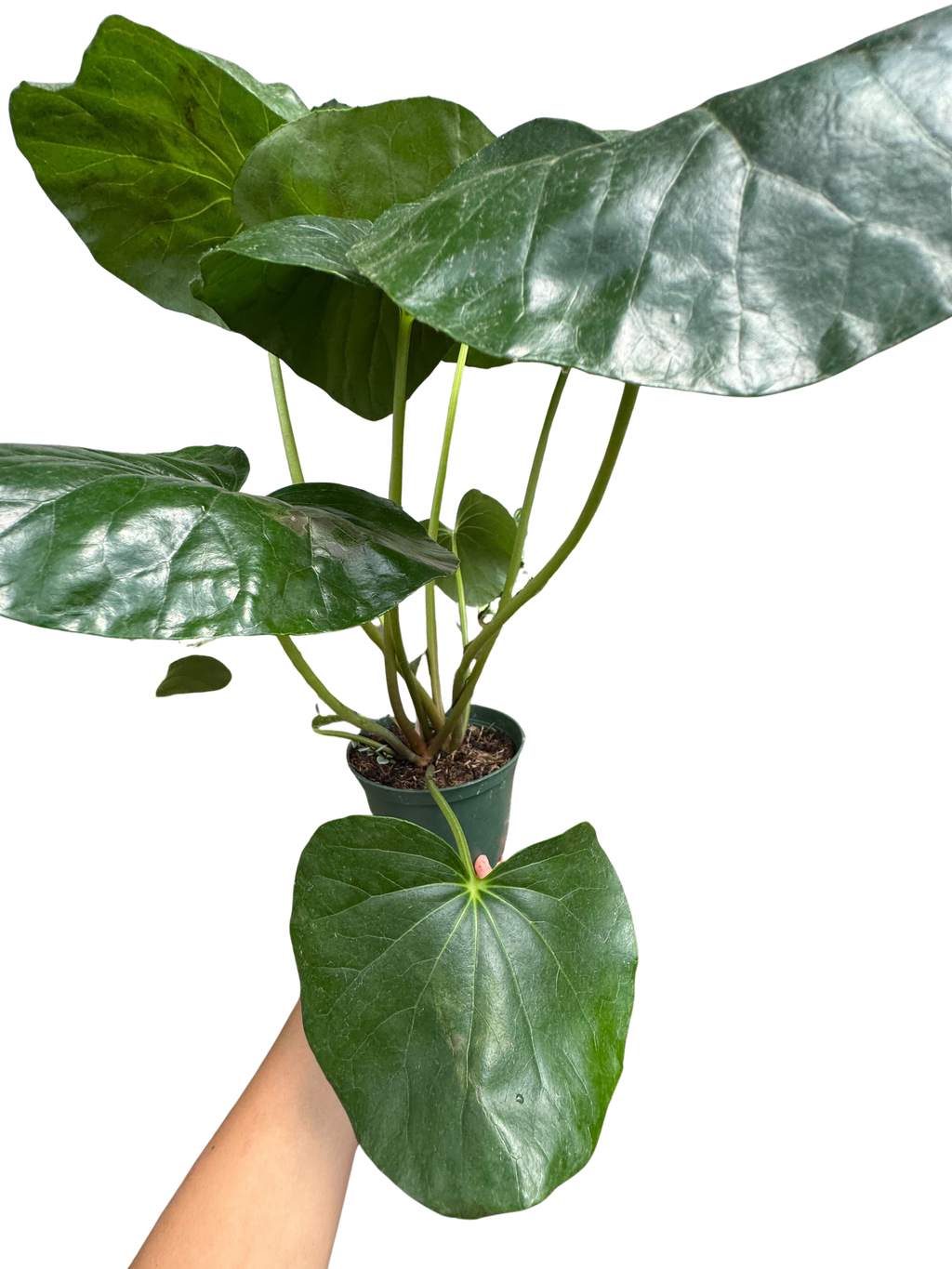Farfugium japonicum (Leopard Plant) | Bold Architectural Foliage Plant | House Plant Shop