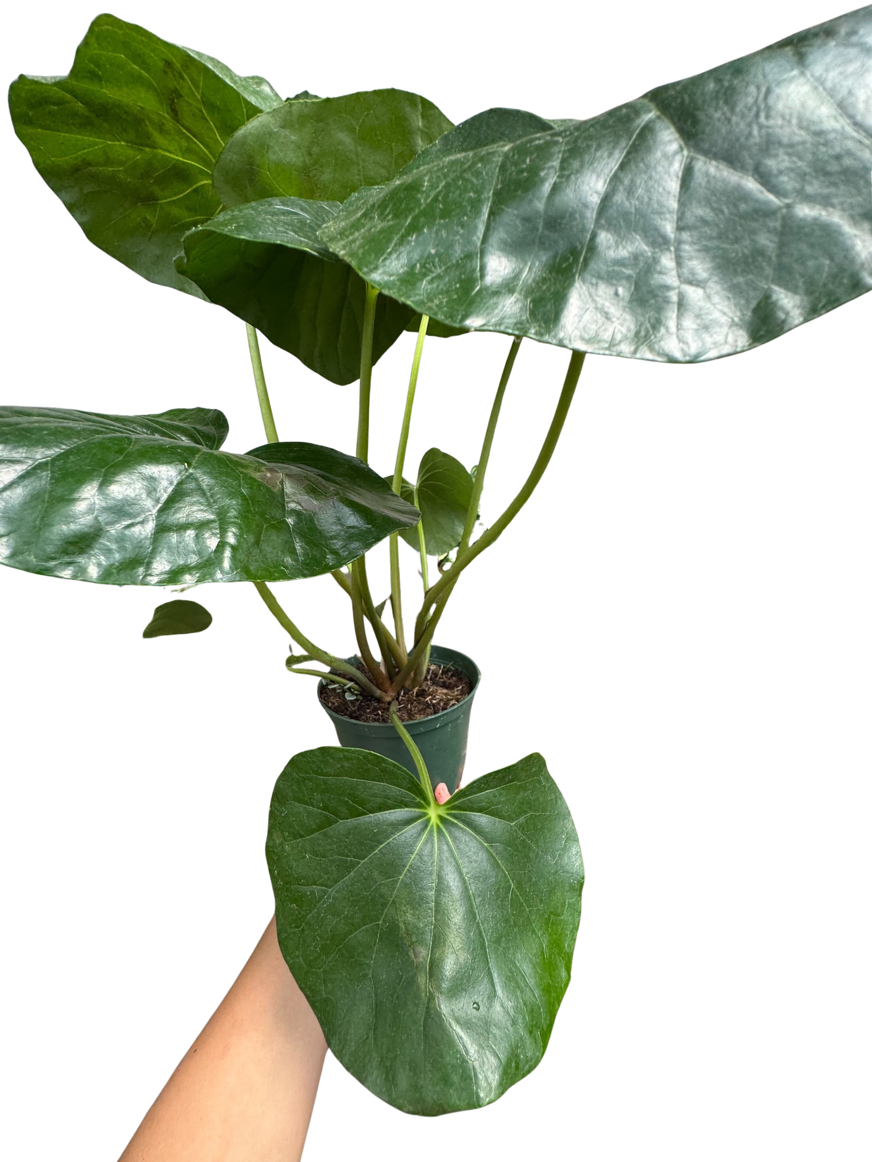 Farfugium japonicum (Leopard Plant) | Bold Architectural Foliage Plant | House Plant Shop