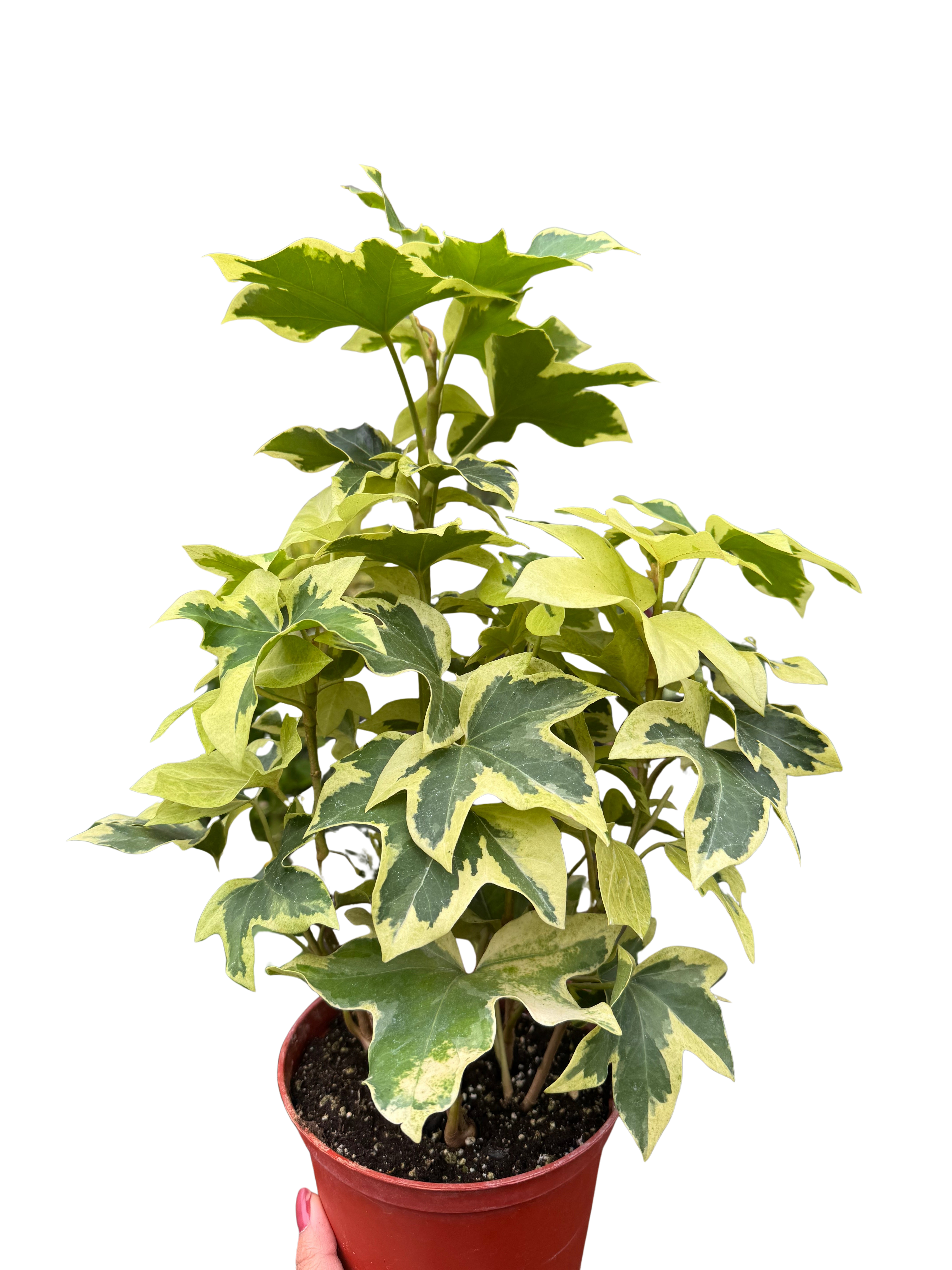 Variegated English Ivy | Trailing Plant with Cream & Green Leaves | House Plant Shop