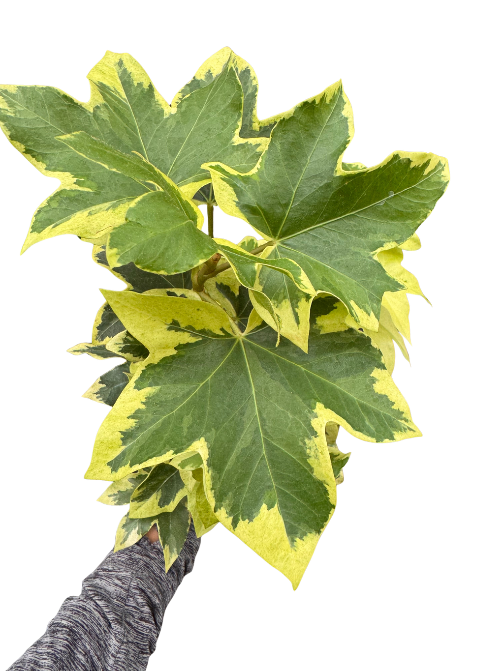 Variegated English Ivy | Trailing Plant with Cream & Green Leaves | House Plant Shop