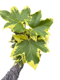 Variegated English Ivy | Trailing Plant with Cream & Green Leaves | House Plant Shop