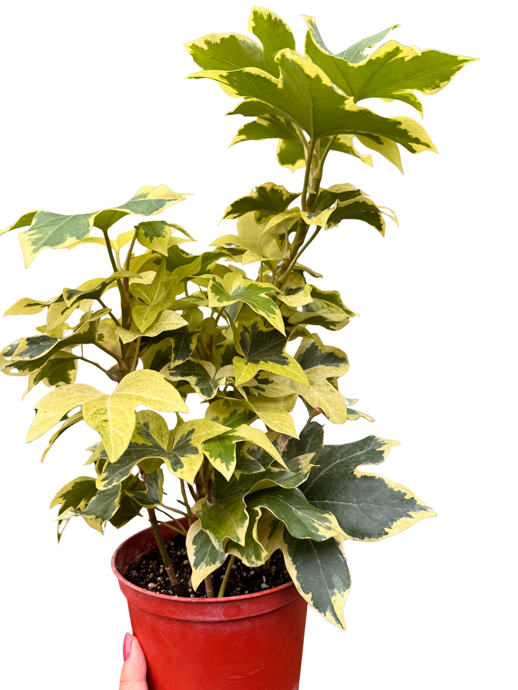 Variegated English Ivy | Trailing Plant with Cream & Green Leaves | House Plant Shop