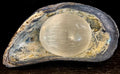 Selenite Palm Stone – 4cm (1.57") – Aura-Cleansing Crystal for Energy Healing & Clarity