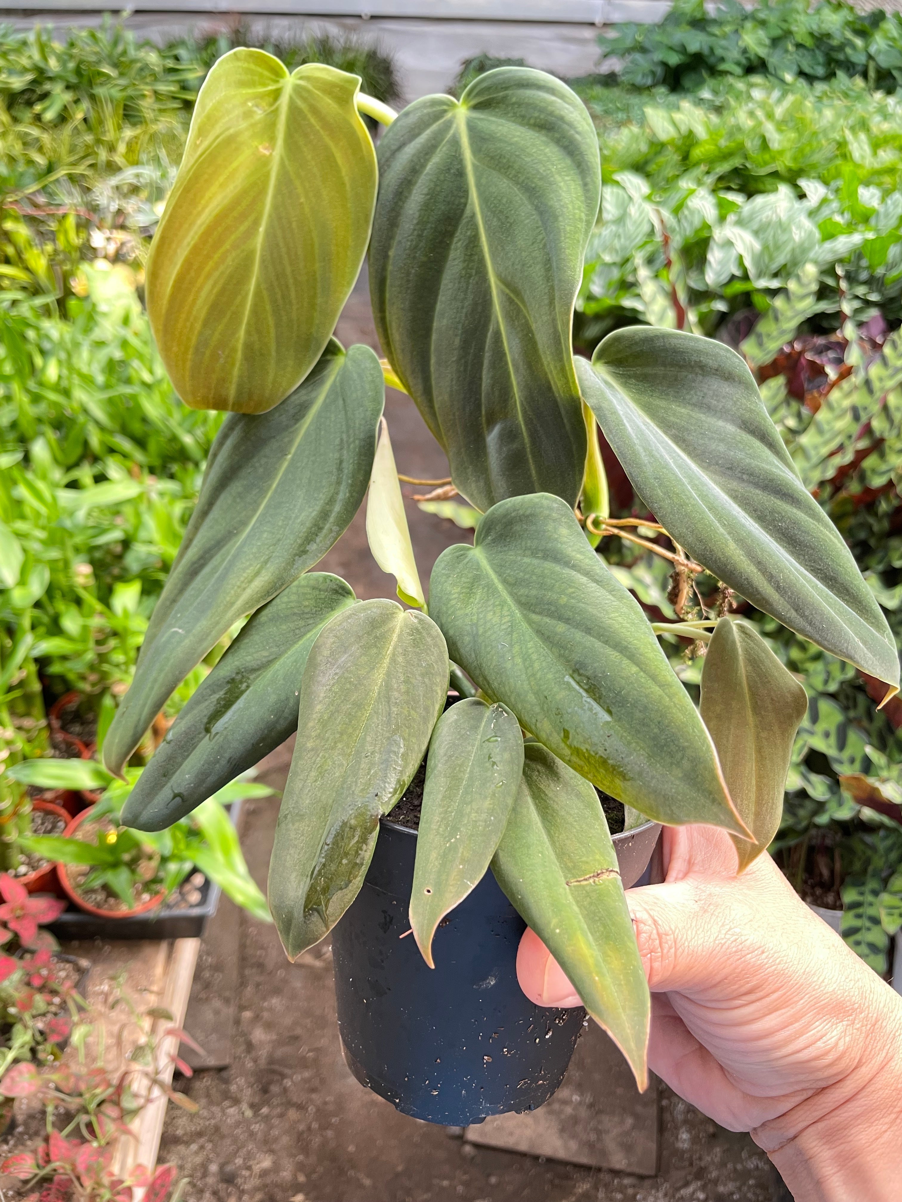 Philodendron Gigas | Giant Velvety Copper-Green Philodendron | House Plant Shop