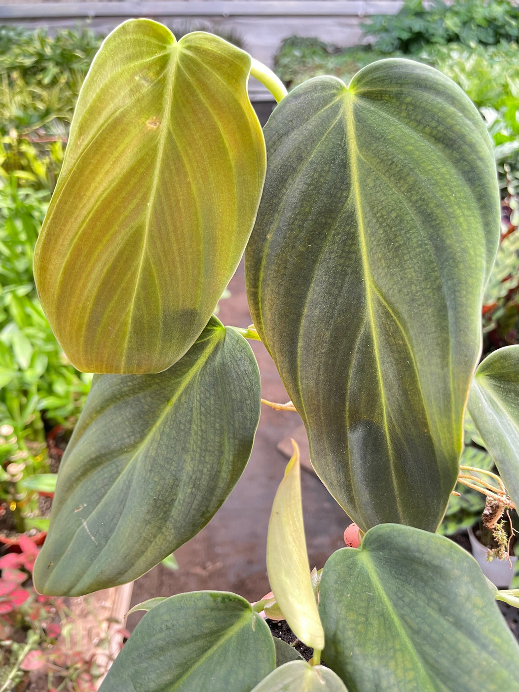 Philodendron Gigas | Giant Velvety Copper-Green Philodendron | House Plant Shop