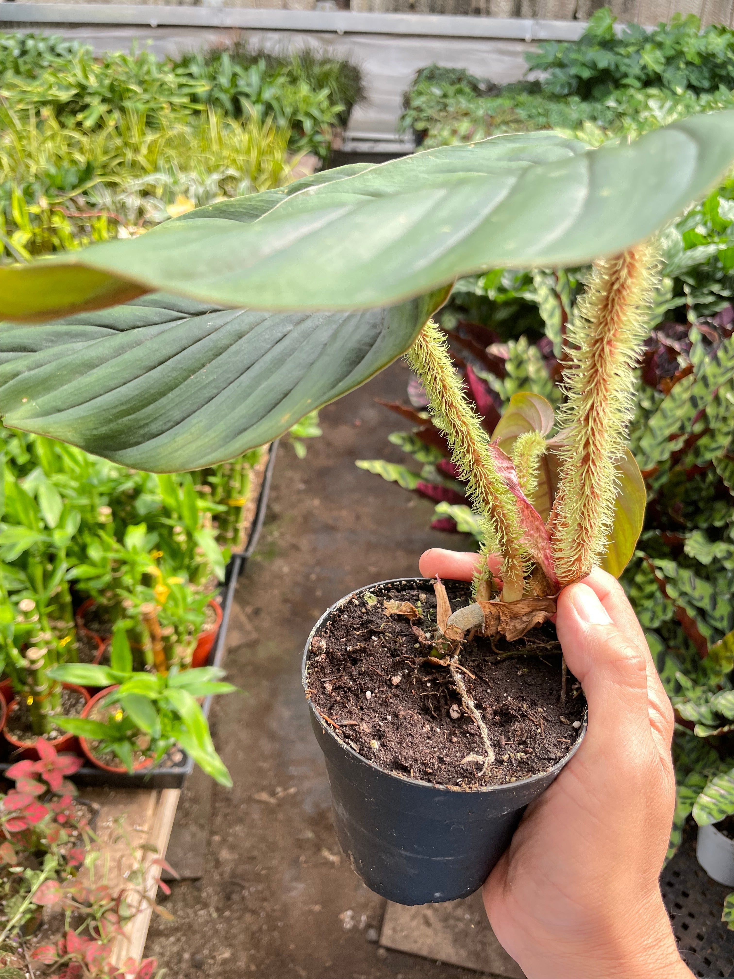 Philodendron 'Serpens' | Rare Hairy Creeping Philodendron | House Plant Shop