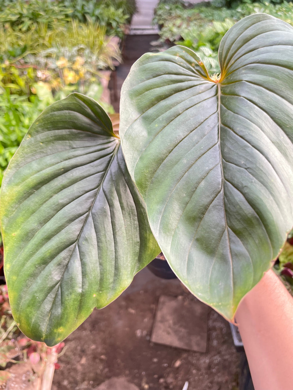 Philodendron 'Serpens' | Rare Hairy Creeping Philodendron | House Plant Shop