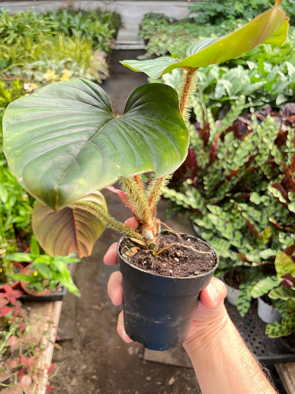 Philodendron 'Serpens' | Rare Hairy Creeping Philodendron | House Plant Shop