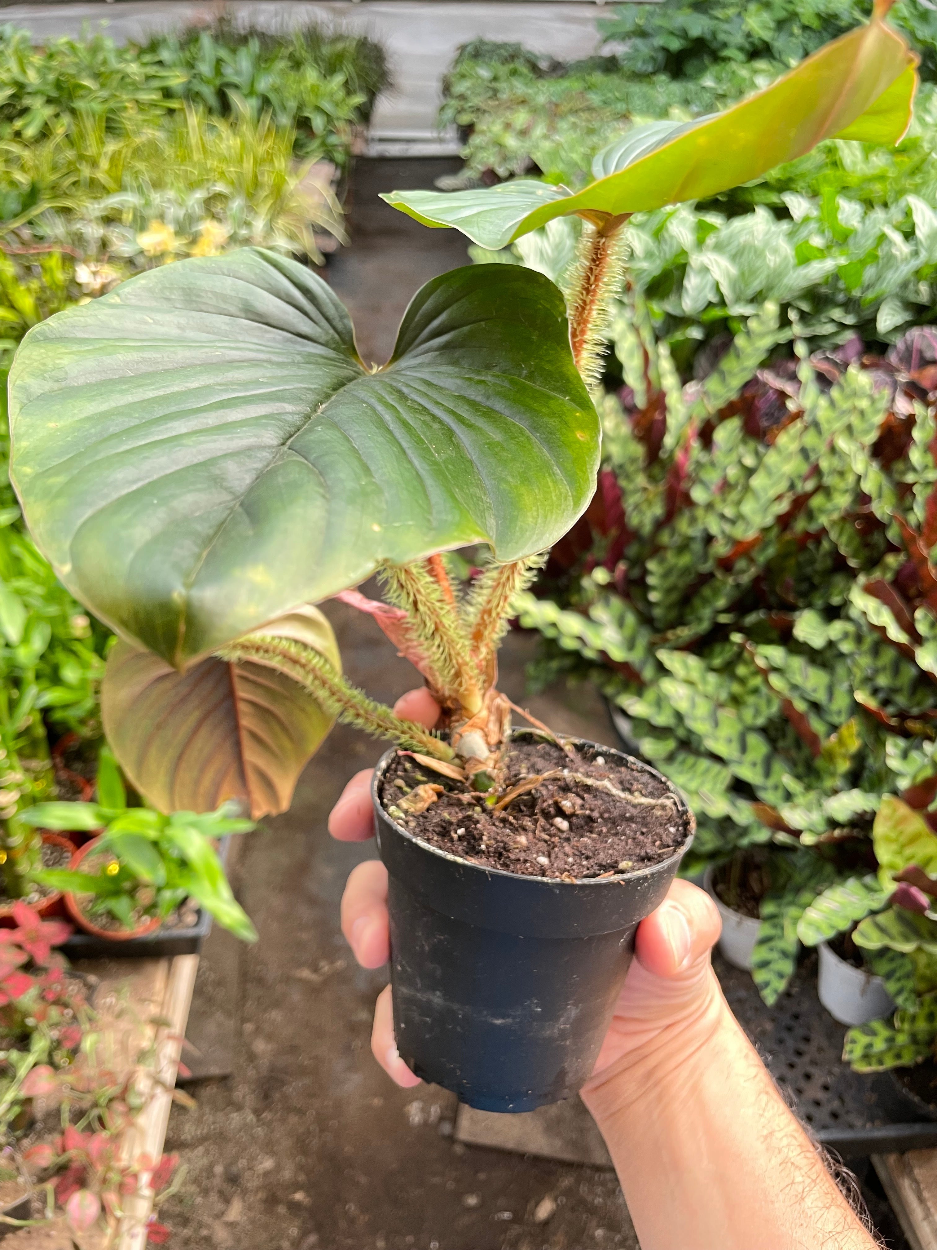 Philodendron 'Serpens' | Rare Hairy Creeping Philodendron | House Plant Shop