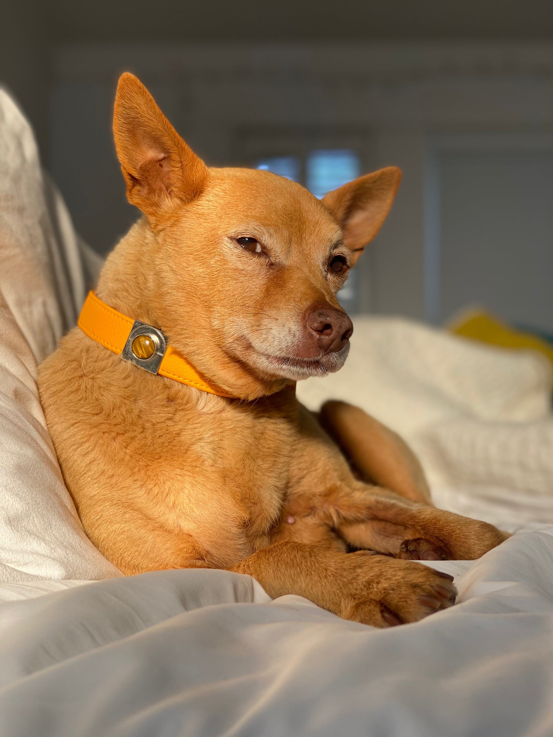 Yellow Cactus Leather Pet Collar Limited Edition