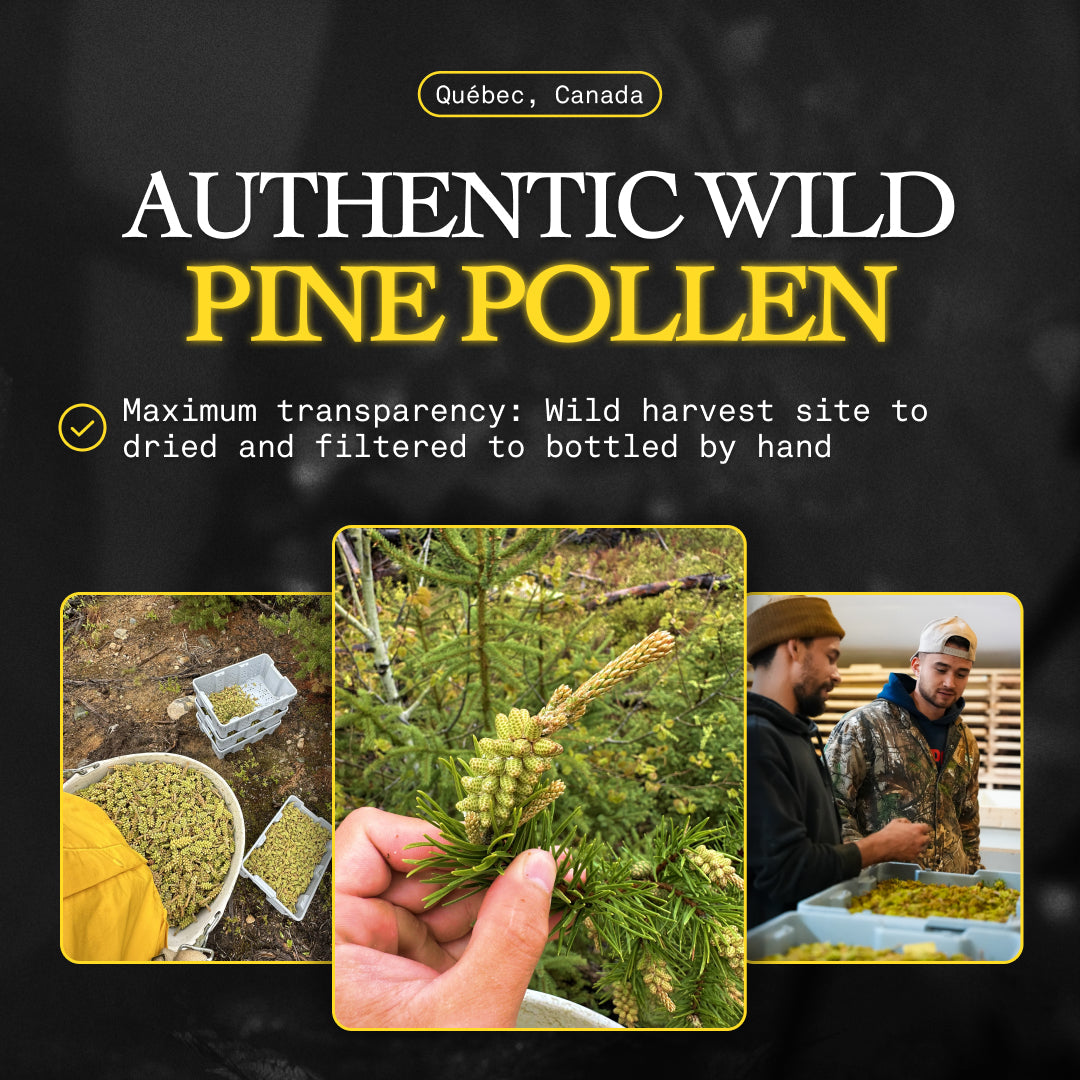 Wild Harvested Canadian Pine Pollen Liquid Extract 120ml - Image 11