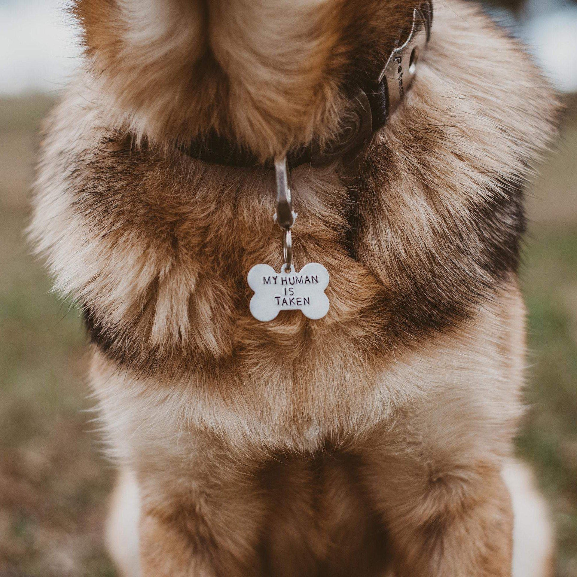 MY HUMAN IS SINGLE Bone-Shaped Pet Tag