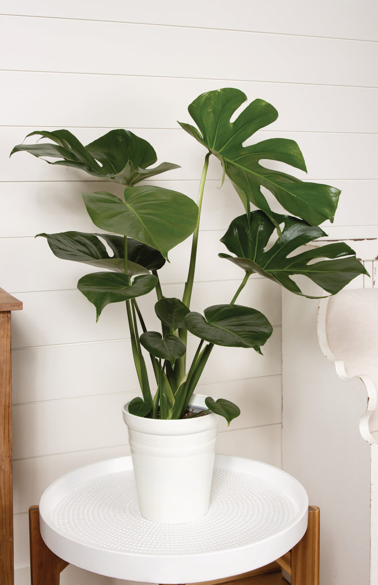 A lush Mysteria Deliciosa plant with large fenestrated green leaves in a natural-beige interior.