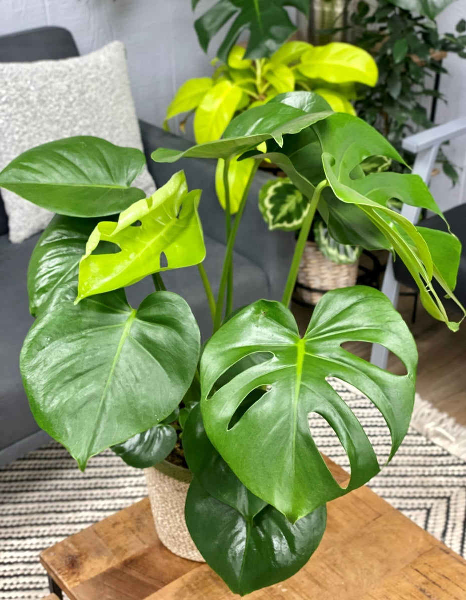 Mysteria Deliciosa Split-Leaf Philodendron Houseplant