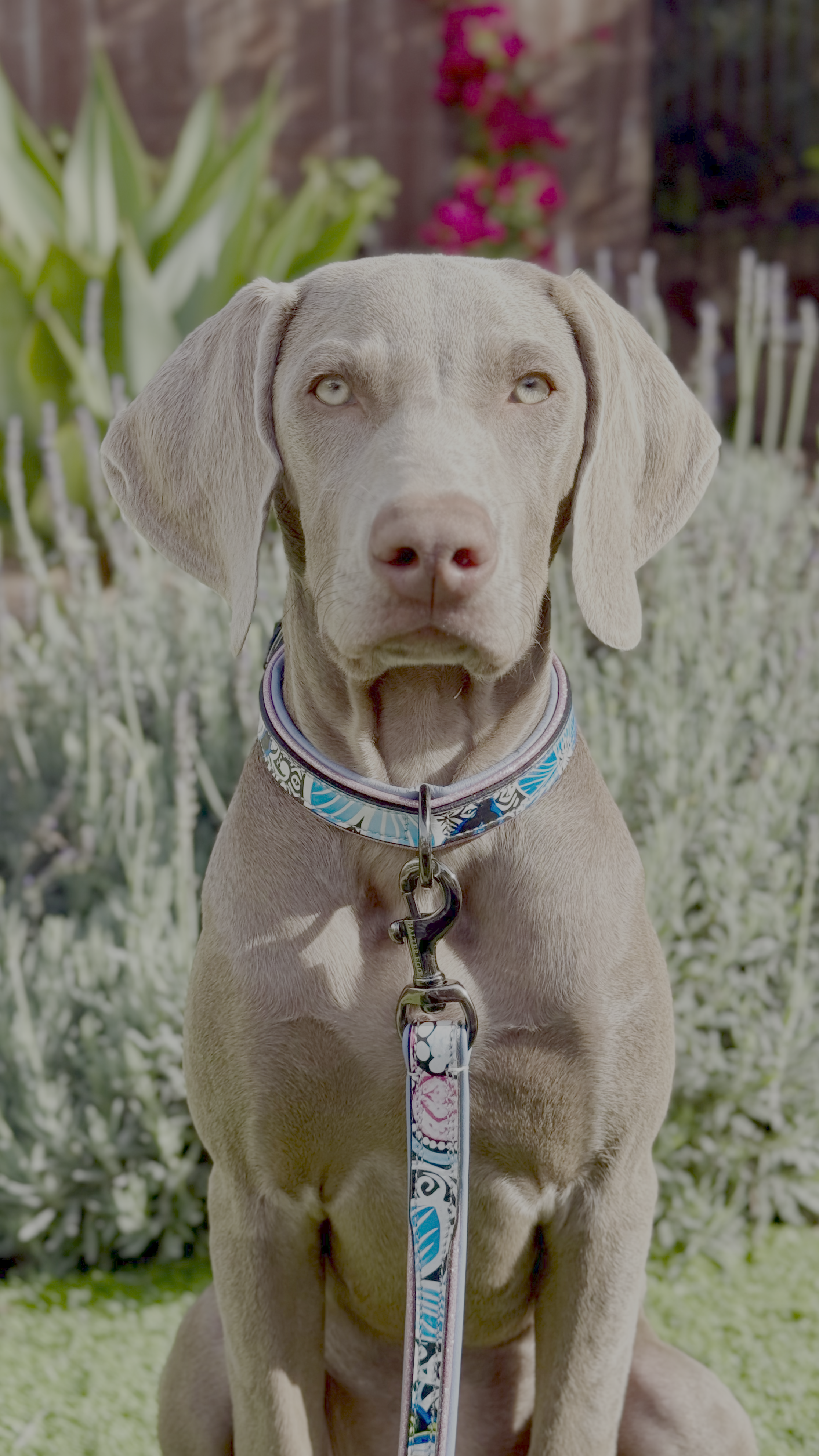 The Blossom Leather Dog Leash