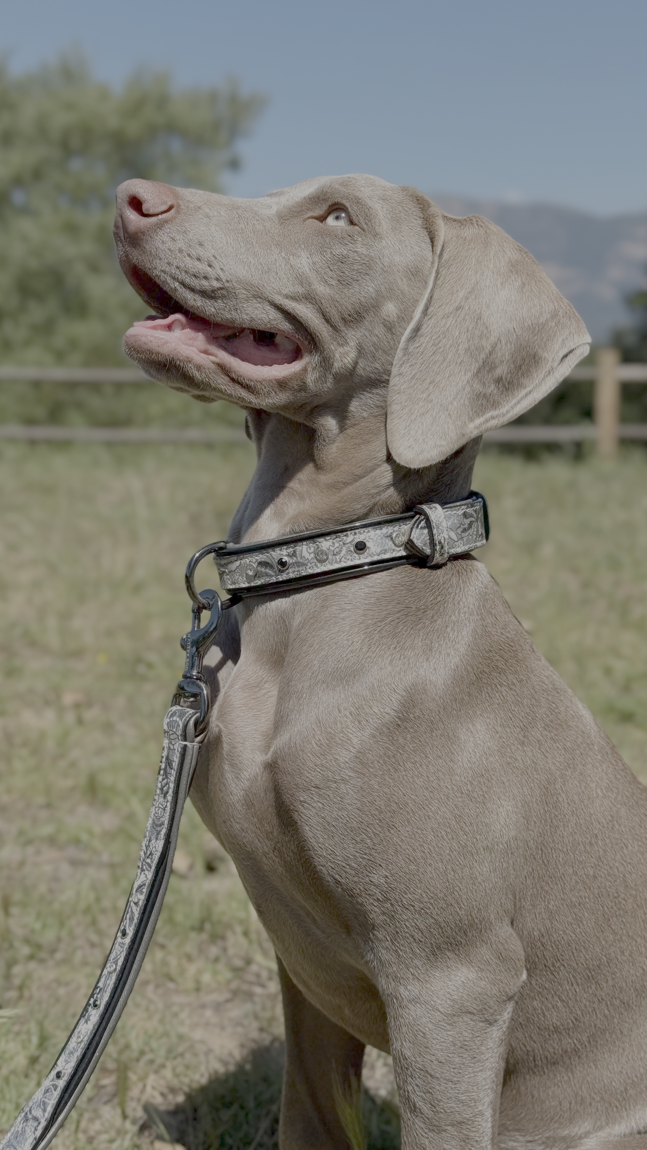 Venetian Leather Dog Collar