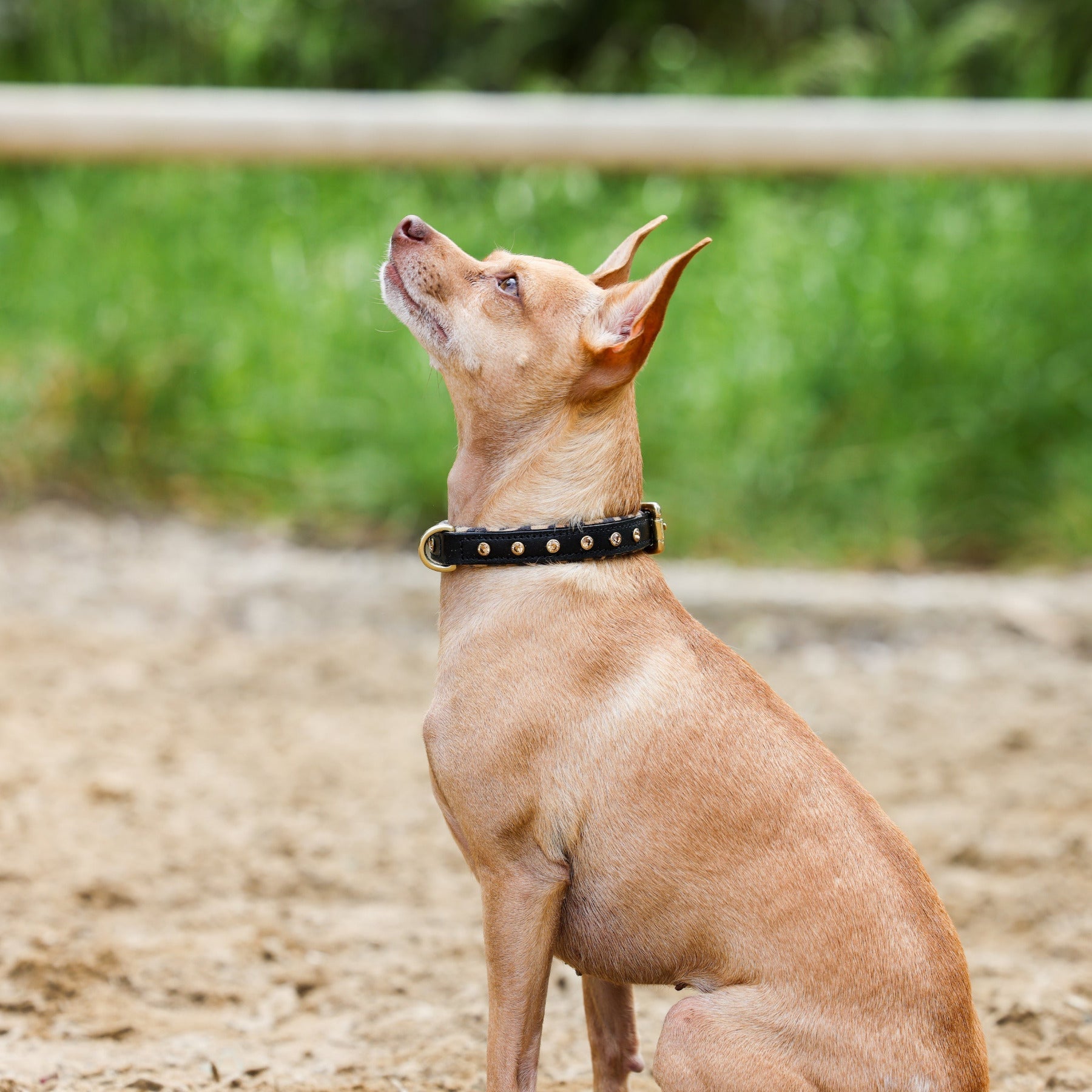 Black Leather Safari Dog Collar