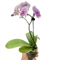 Orchid 'Light Pink Phalaenopsis'