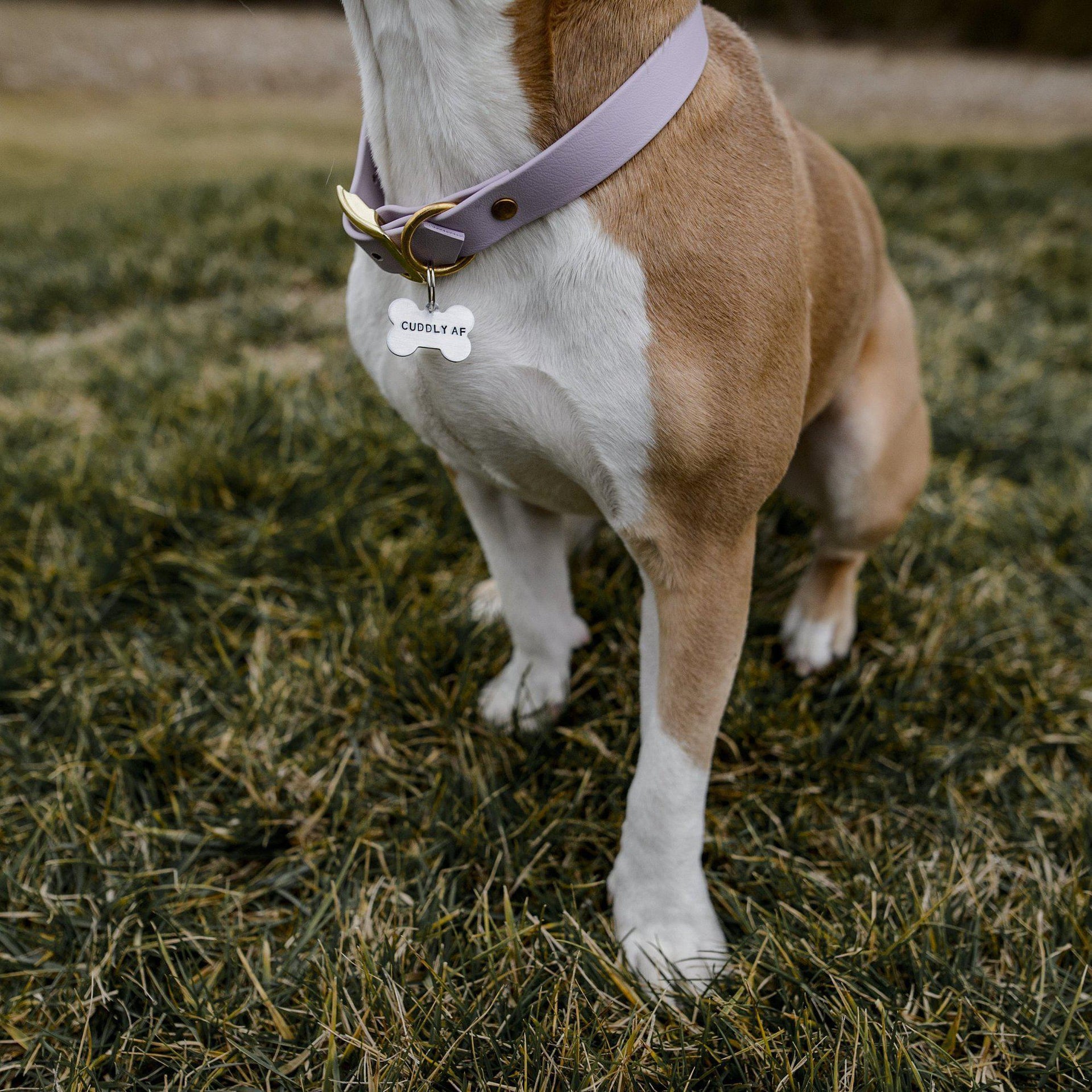 PAIN IN THE ASS Bone-Shaped Pet Tag