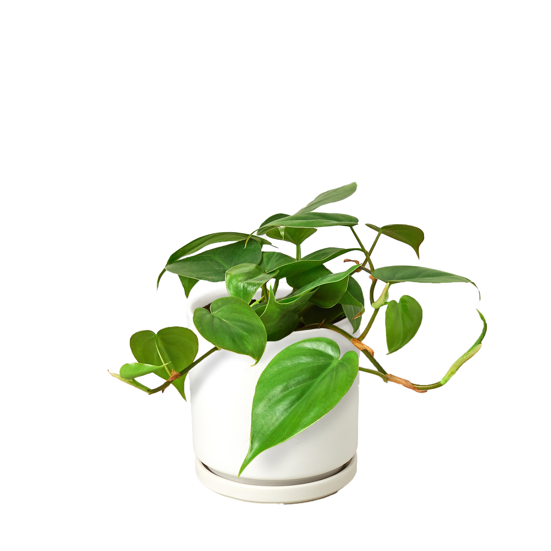 Philodendron Cordatum Heartleaf | Easy Care Climbing Houseplant | House Plant Shop