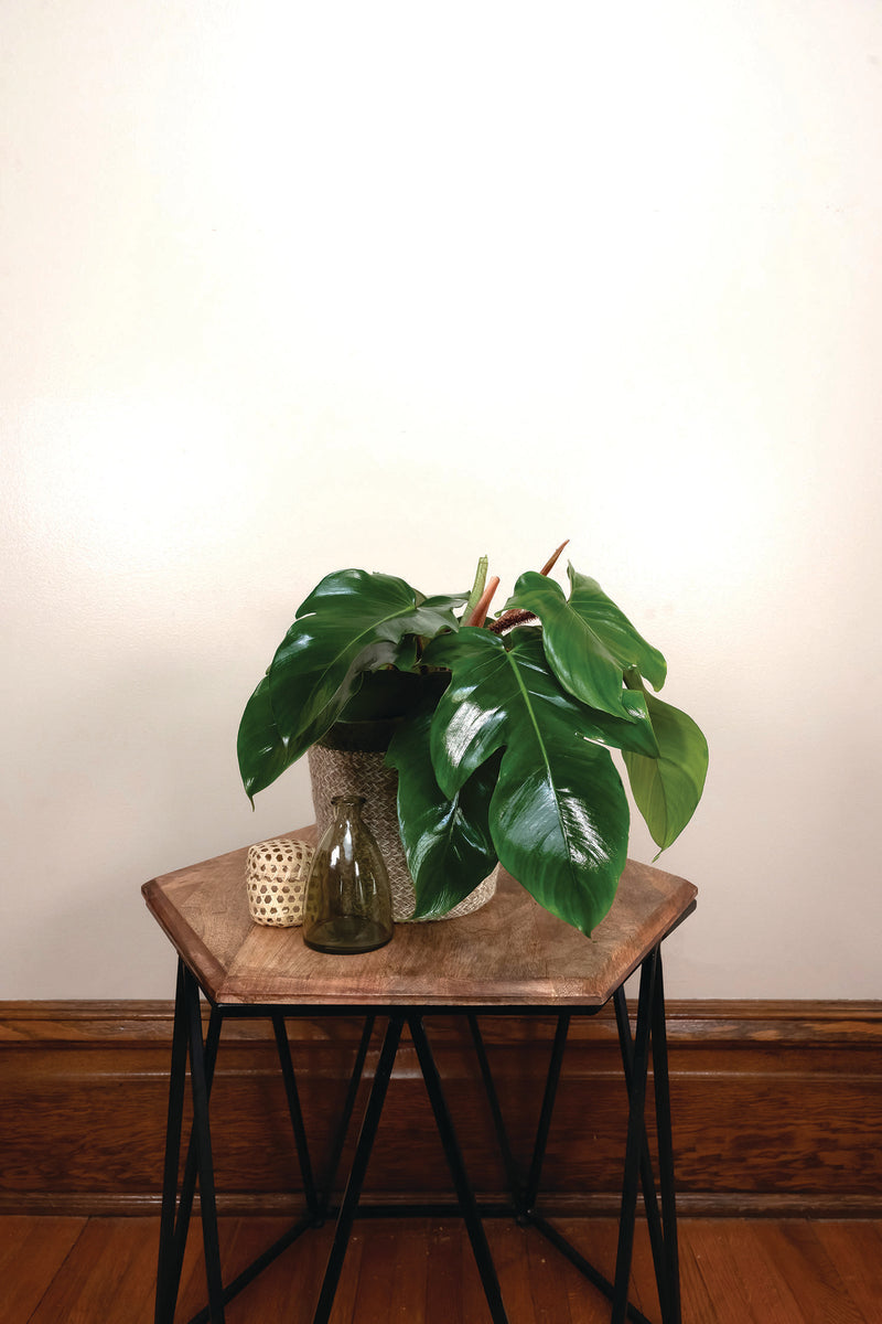 Emerald Ripcurl Philodendron with Multi-Lobed Glossy Leaves