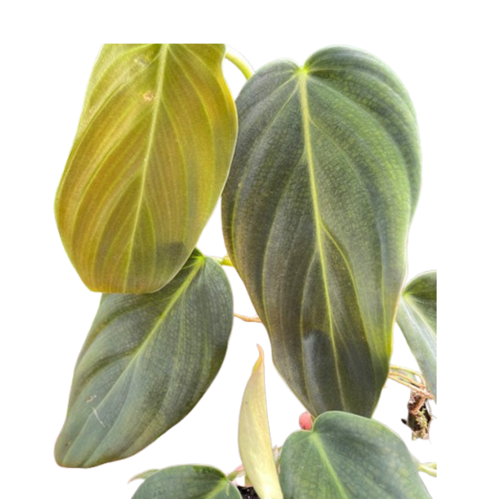 Philodendron Gigas | Giant Velvety Copper-Green Philodendron | House Plant Shop