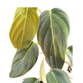 Philodendron Gigas | Giant Velvety Copper-Green Philodendron | House Plant Shop
