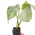 Philodendron 'Mamei'