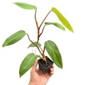 Philodendron Red Emerald