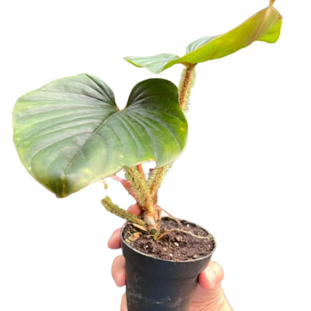 Philodendron 'Serpens' | Rare Hairy Creeping Philodendron | House Plant Shop