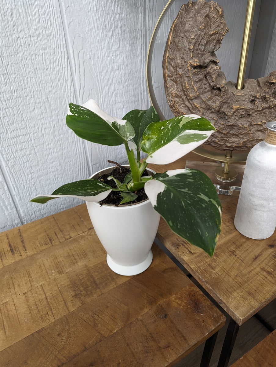 PrismaColor White Wizard Philodendron Rare Houseplant