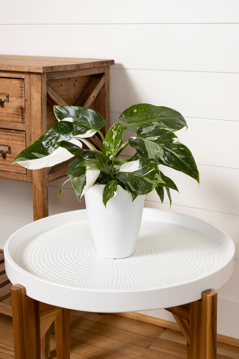PrismaColor White Wizard Philodendron with stunning variegated leaves